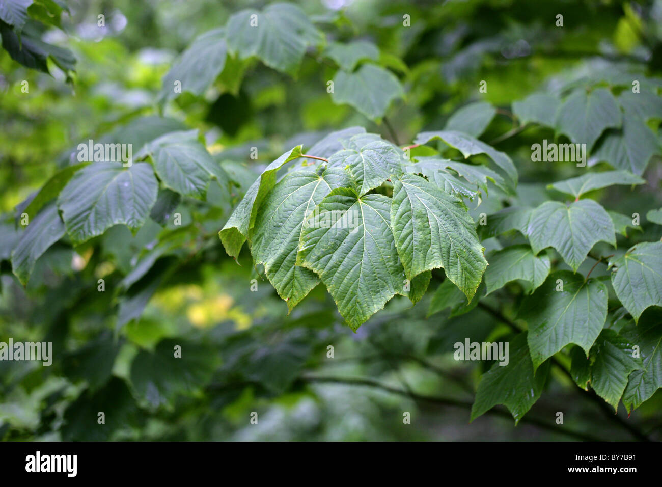 L'érable de Pennsylvanie, l'arbre, l'orignal Moosewood Maple, Acer pensylvanicum, Aceraceae. L'Est de l'Amérique du Nord. Banque D'Images