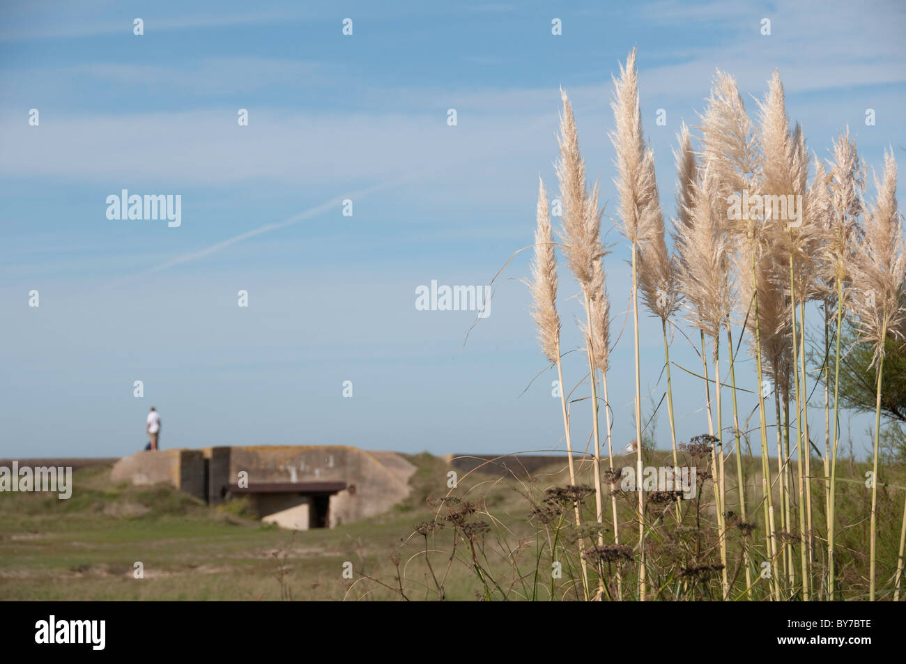 L'herbe de la pampa adoucit l'avis d'un des nombreux bunkers allemands de LA SECONDE GUERRE MONDIALE Banque D'Images