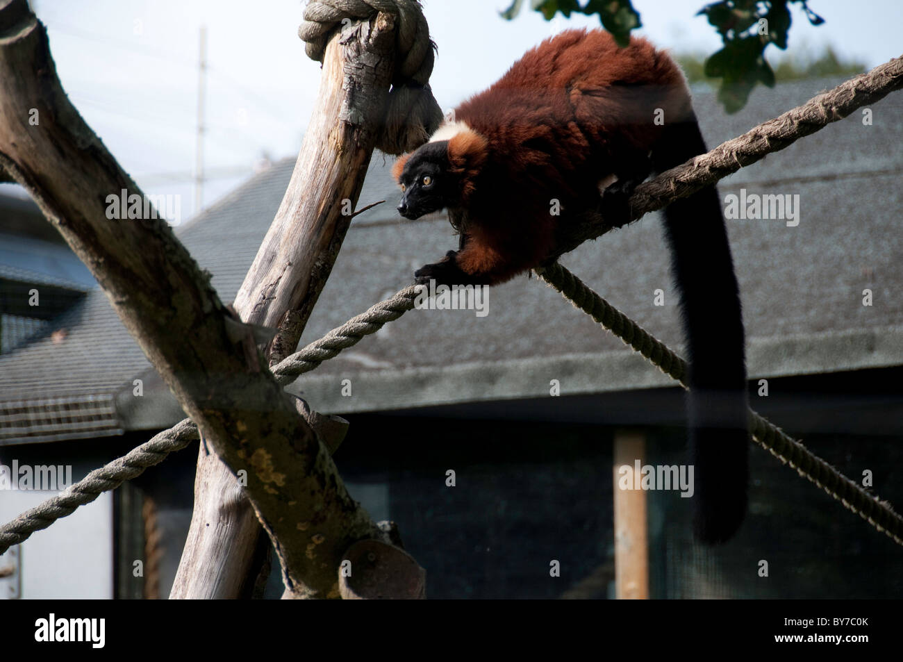 Une gélinotte-rouge à lemur Durrell Wildlife Conservation Trust, communément appelé Zoo de Jersey Banque D'Images