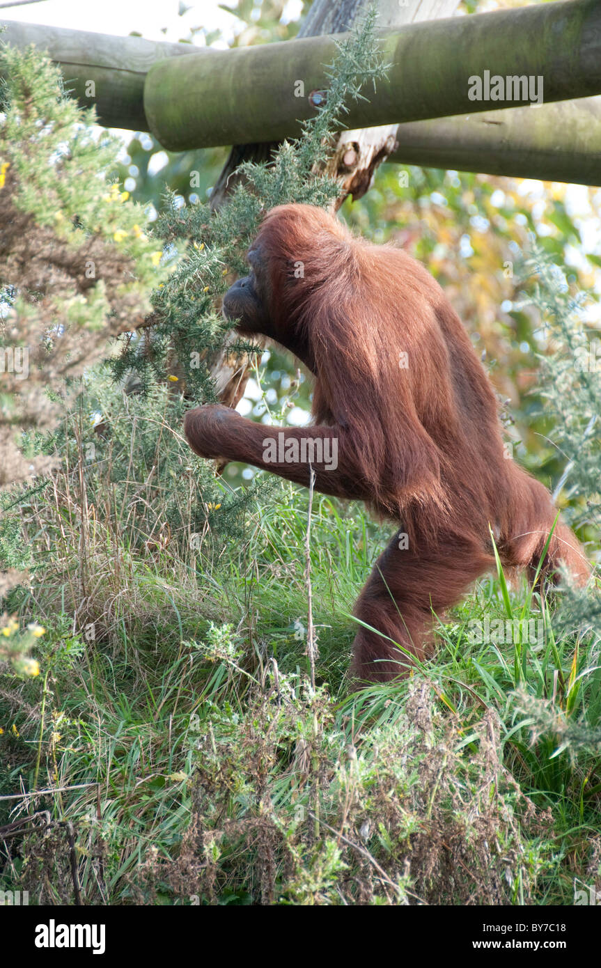 Orang-outan à Durrell Wildlife Conservation Trust, communément appelé Zoo de Jersey Banque D'Images