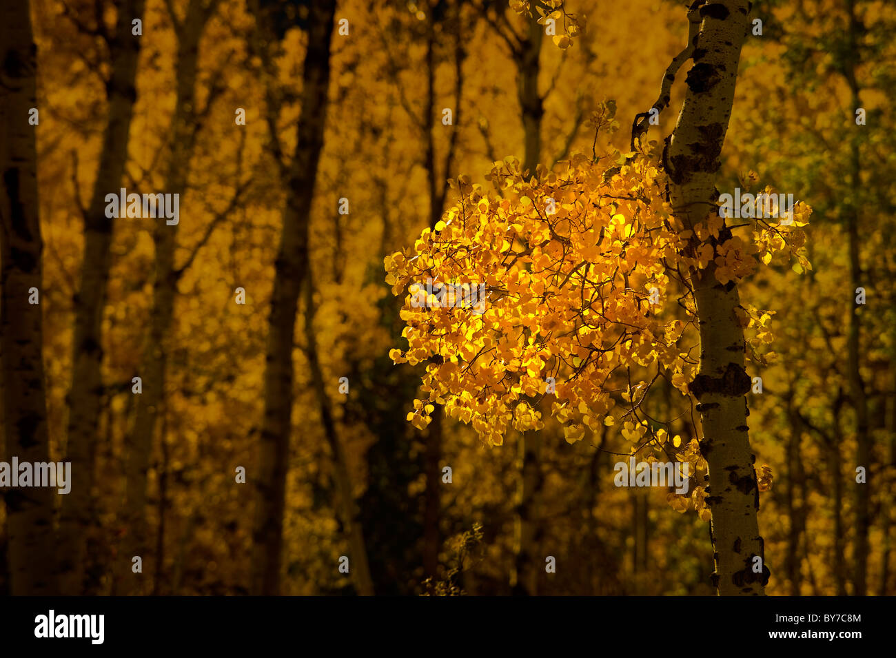 Un tas de feuilles de tremble de couleur vive sur un croissant tremble Banque D'Images