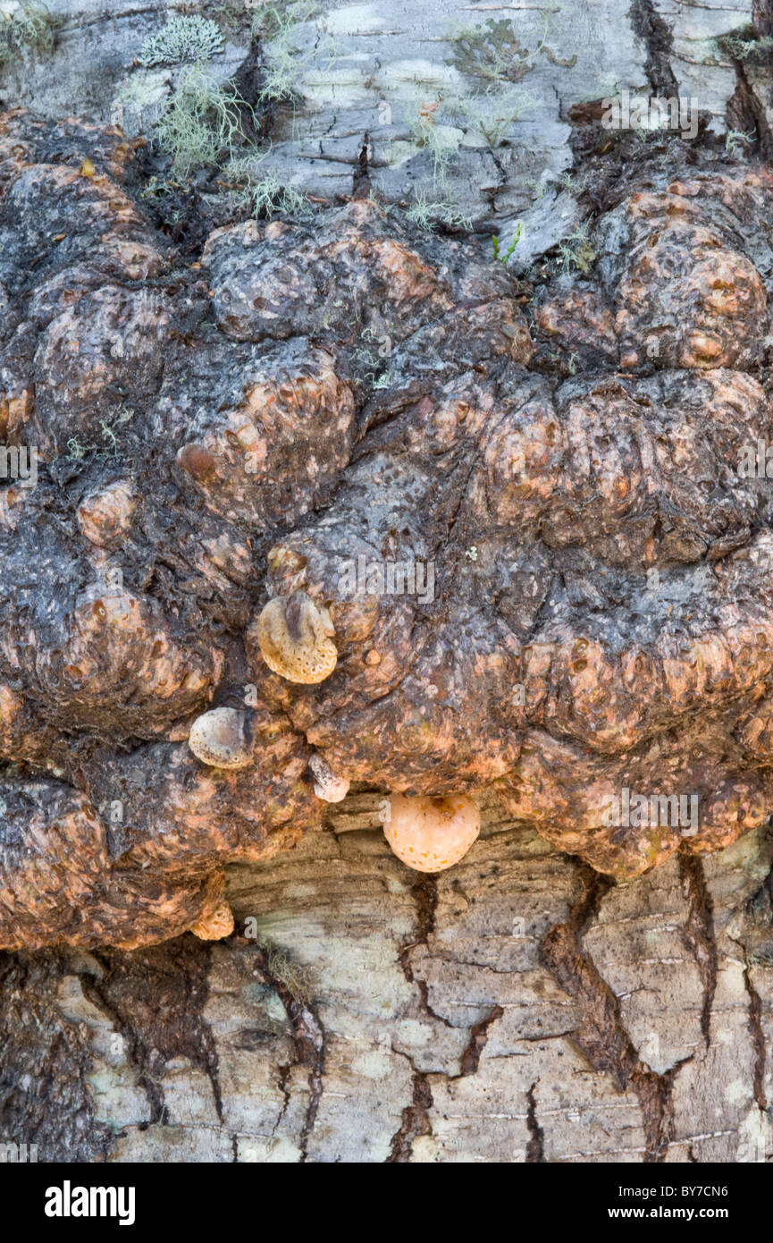 Les tumeurs globuleuses, noeuds, Nothofagus sur tronc d'arbre, de malformations dues à l'attaque par champignon Cyttaria Baie Wulaia Murray Canal Chili Banque D'Images