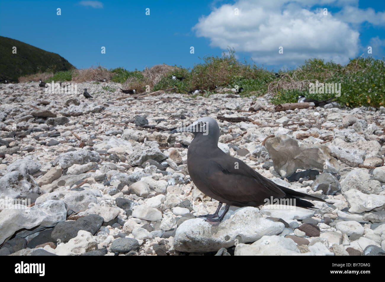 Noddi brun (Anous stolidus) sur l'île Lord Howe Banque D'Images