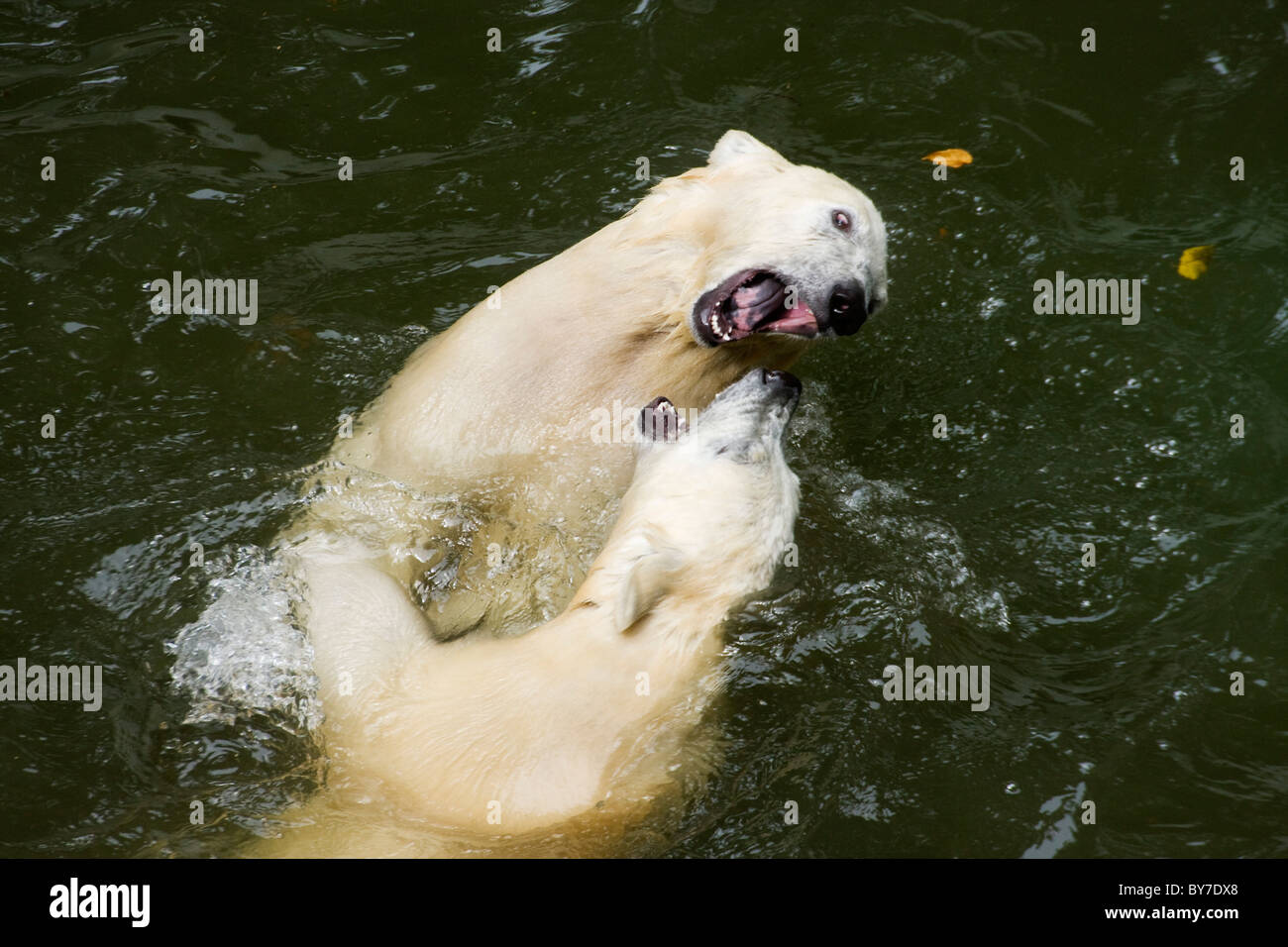 Les enfants de l'ours polaire (Ursus maritimus, Thalarctos maritimus) dans de l'eau Banque D'Images