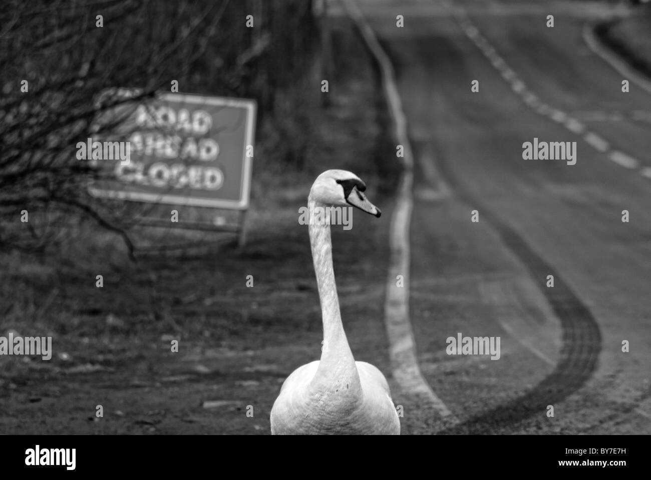 Swan avec une route fermée inscrivez-vous dans l'arrière-plan Banque D'Images