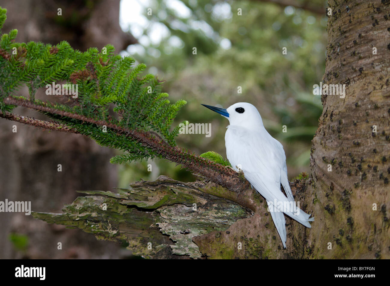 Sterne Gygis alba (blanc) sur l'œuf dans l'île Norfolk Pine Tree Banque D'Images