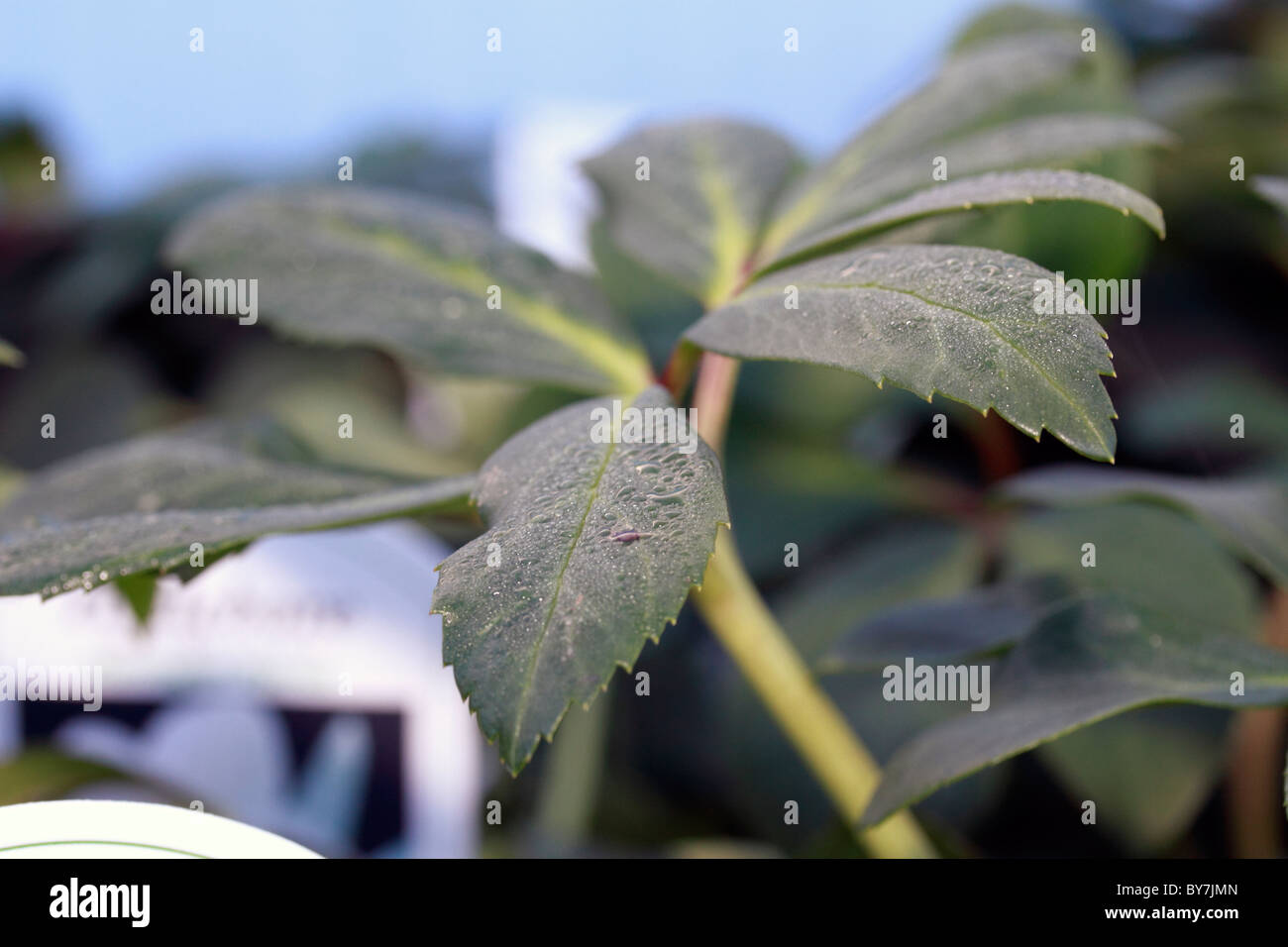 La floraison du printemps, l'Hellebore Helleborus niger, hardy fleur de printemps cultivé Banque D'Images