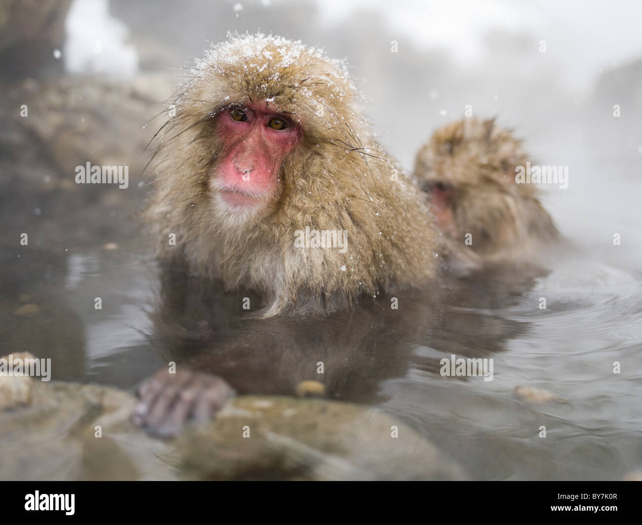 Singes Jigokudani Onsen Snow japonais, la Préfecture de Nagano Banque D'Images