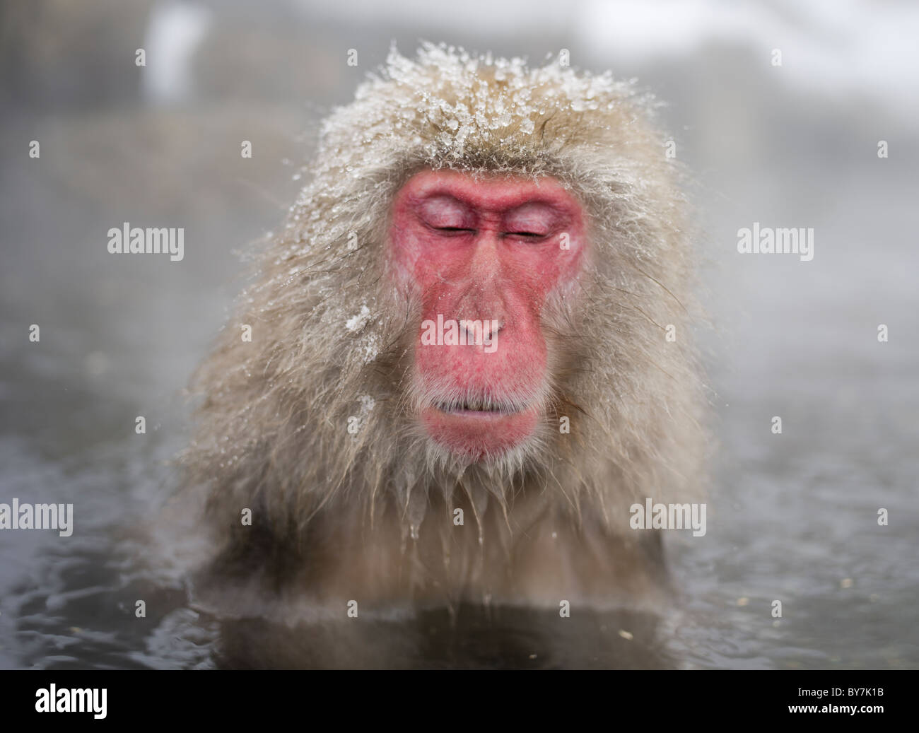 Singes Jigokudani Onsen Snow japonais, la Préfecture de Nagano Banque D'Images