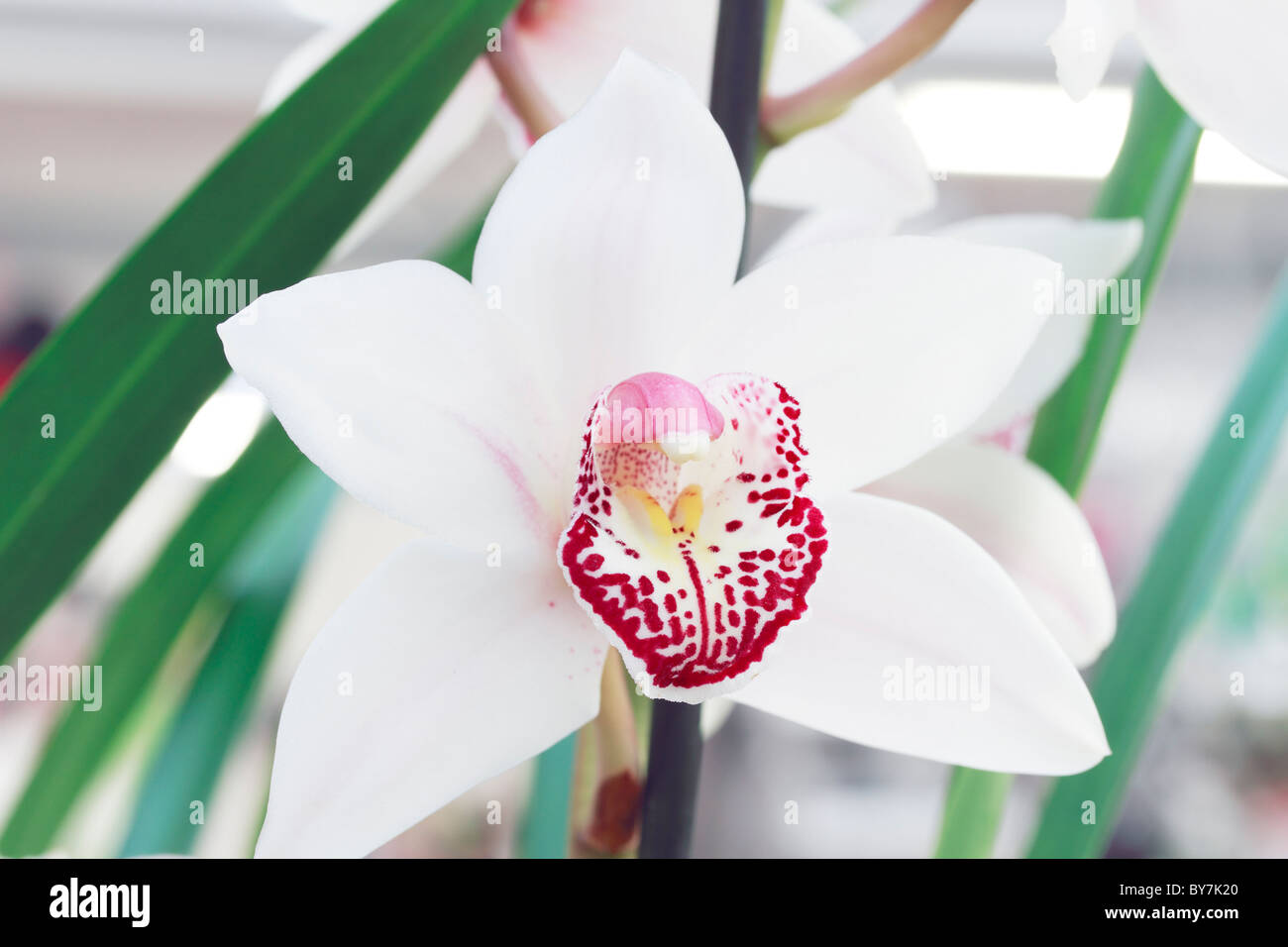 Cymbidium - orchid Banque D'Images
