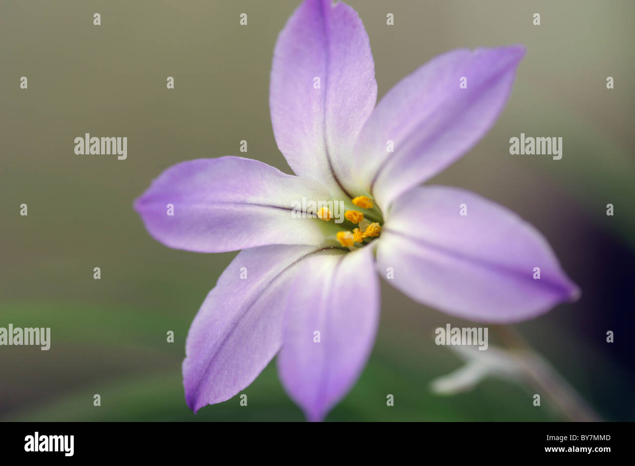 Ipheion uniflorum Wisley Blue Banque D'Images