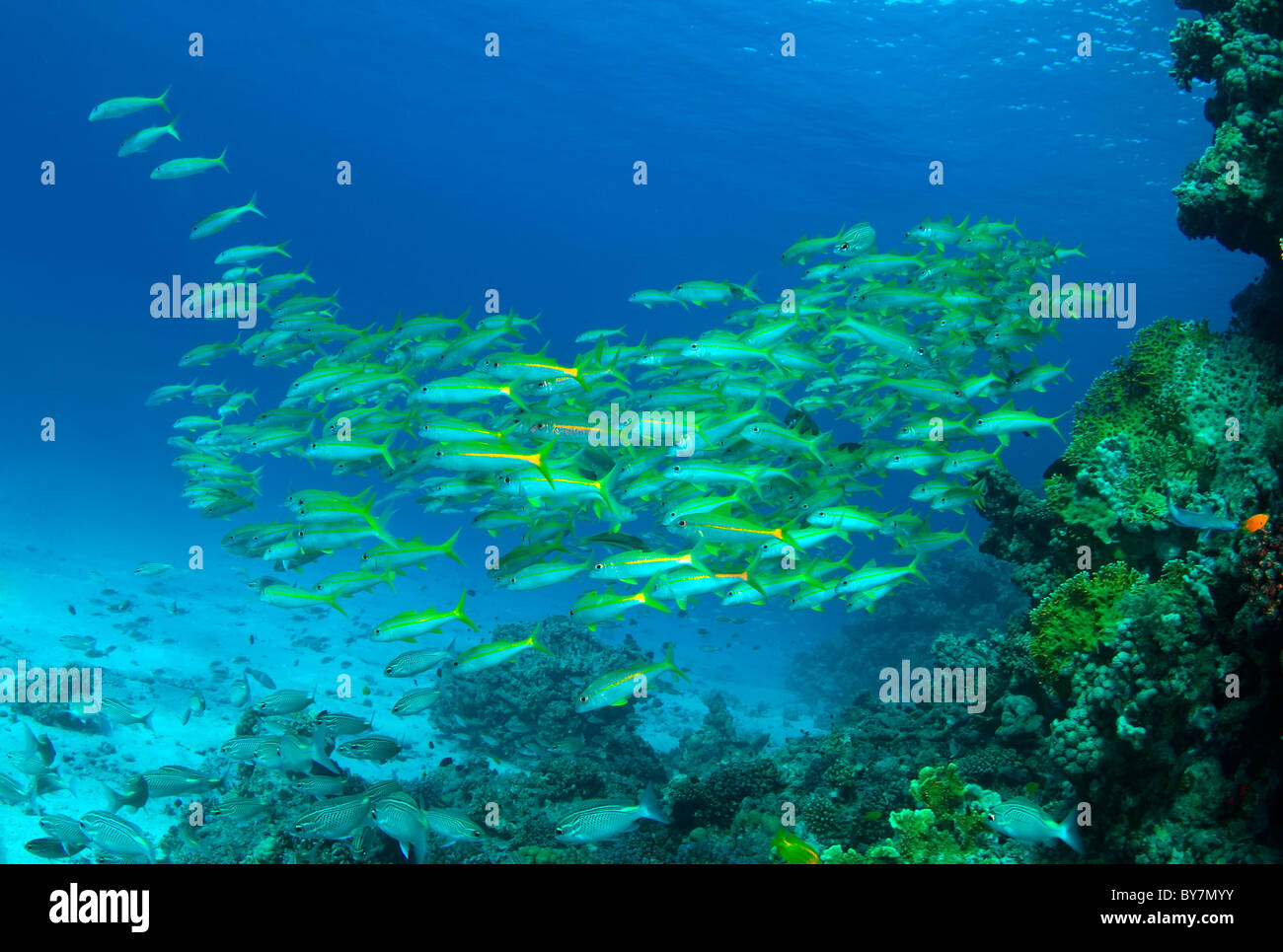 Banc de poissons à nageoires jaunes (goatfish Mulloidichthys vanicolensis), Red Sea, Egypt, Africa Banque D'Images