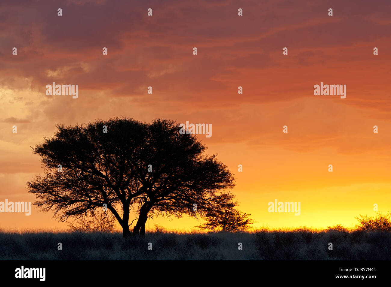 Avec le coucher du soleil de l'Afrique de l'Acacia, la silhouette du Kgalagadi Transfrontier Park, Afrique du Sud Banque D'Images