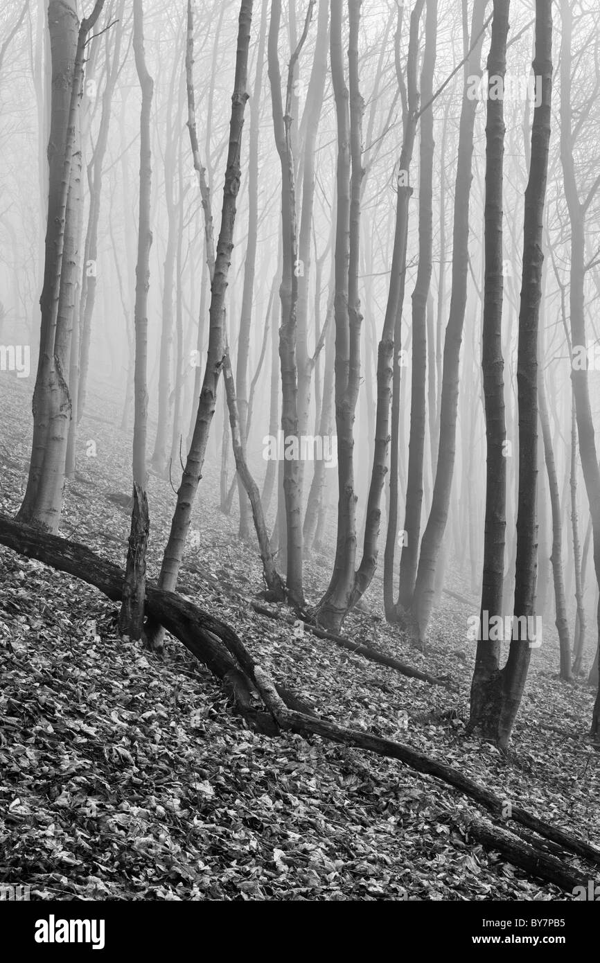 Scène des bois de sycomore par temps brumeux. Le noir et blanc Banque D'Images