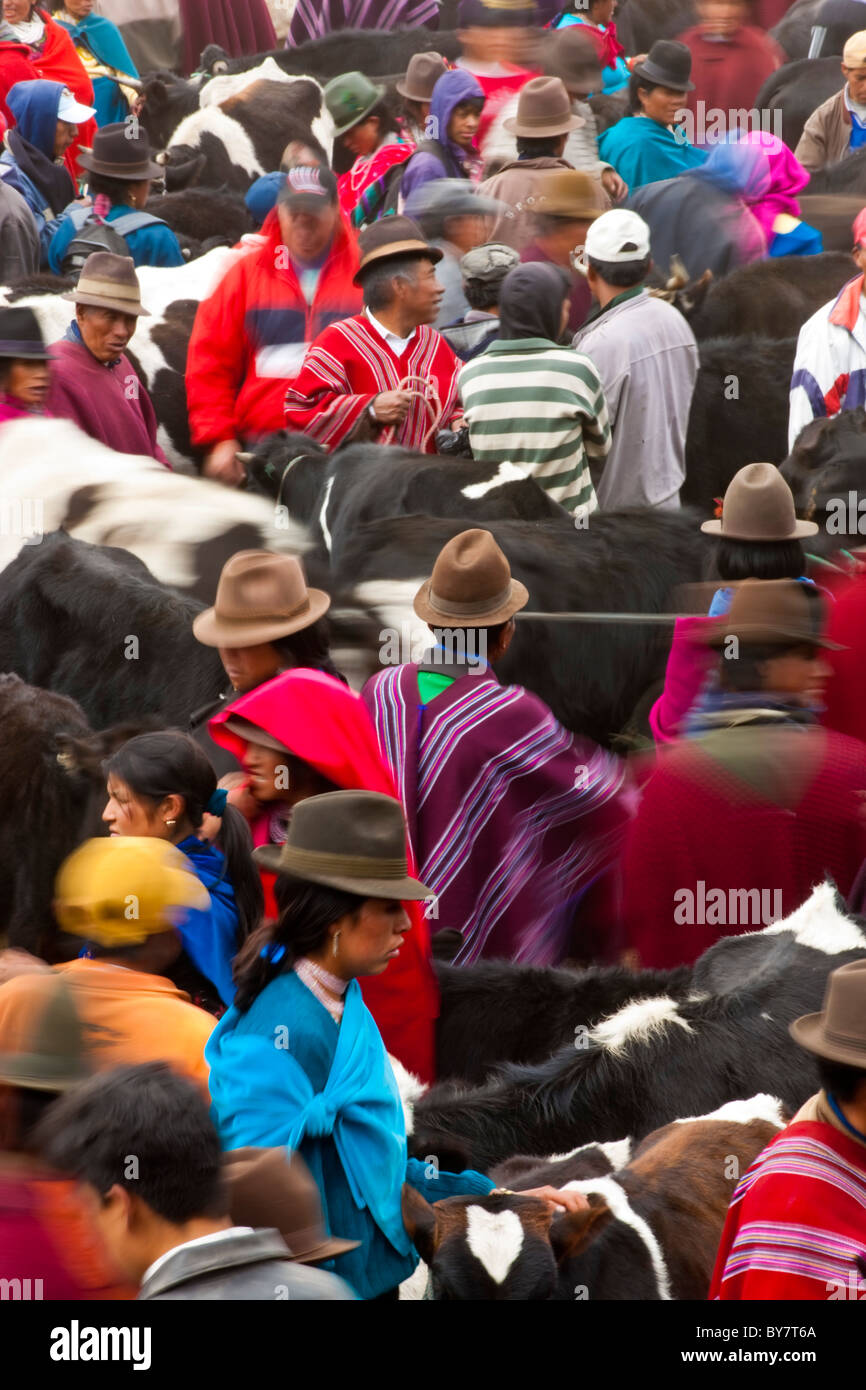 Marché aux bestiaux, Guamote, nr Riobamba, hauts plateaux du centre, de l'Équateur Banque D'Images