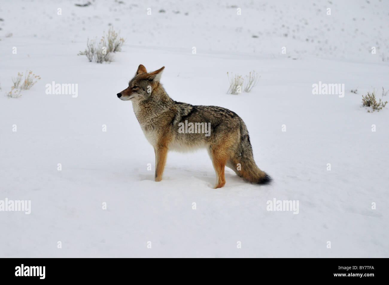 Un coyote debout dans la neige. Le parc national de Yellowstone, Wyoming, USA. Banque D'Images