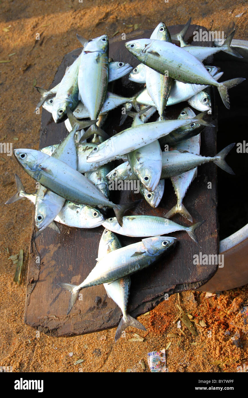 poisson maquereau Banque D'Images