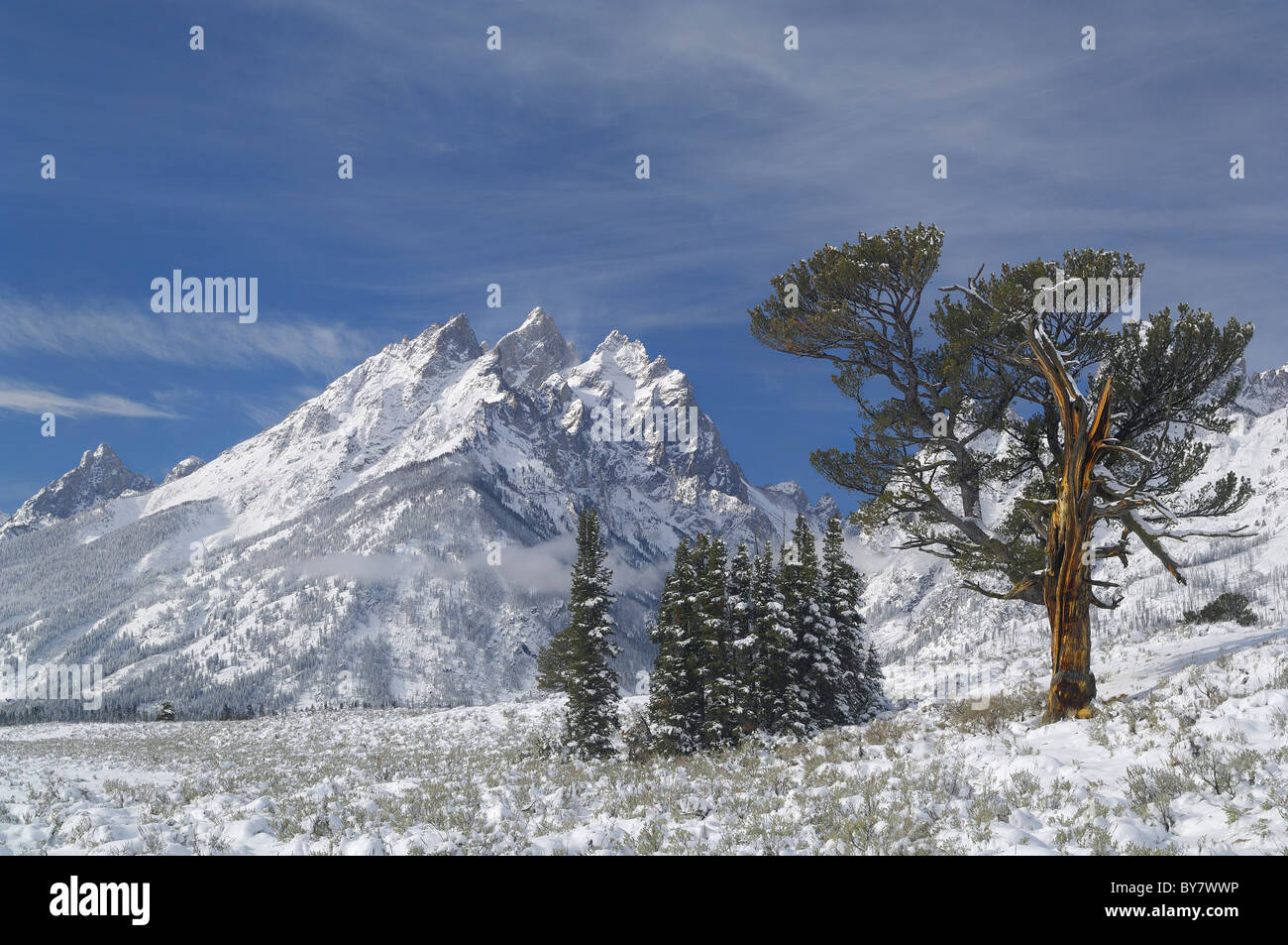 Arbre généalogique Patriarche le matin après tempête dans le Grand Teton National Park. Banque D'Images
