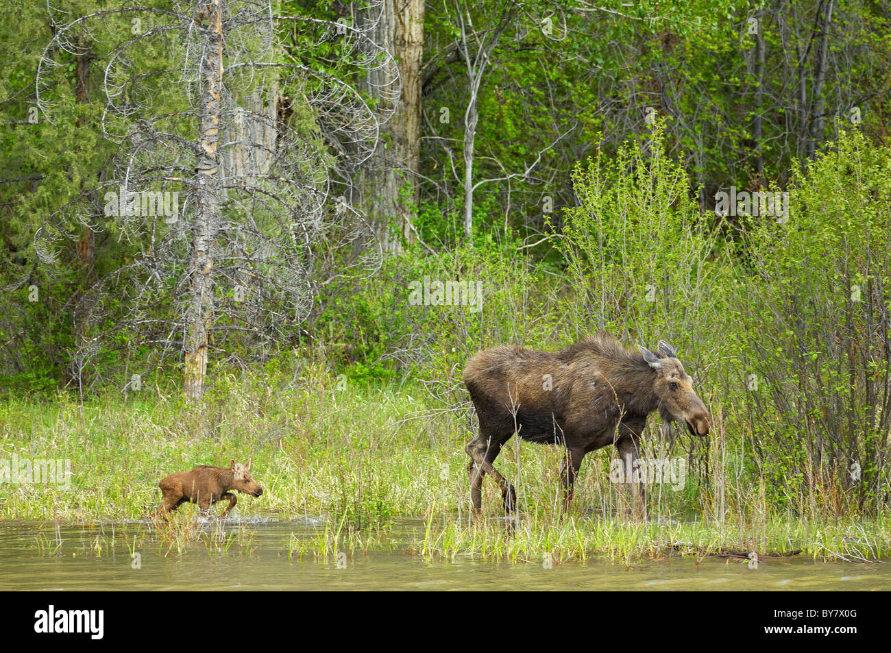 Balades le long de la rivière Moose mère shallows avec son nouveau-né. Banque D'Images