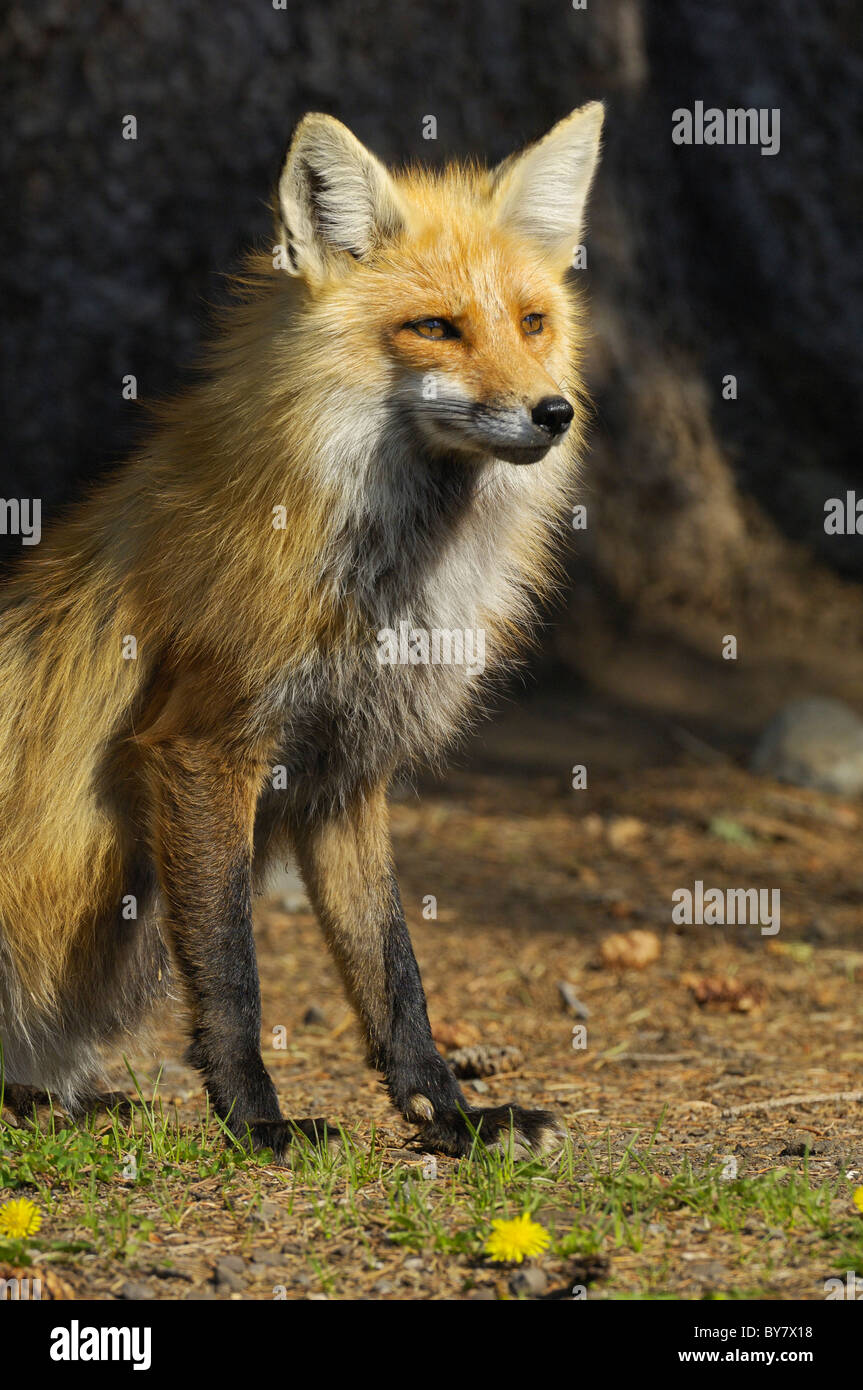 Le renard roux (Vulpes vulpes) Banque D'Images