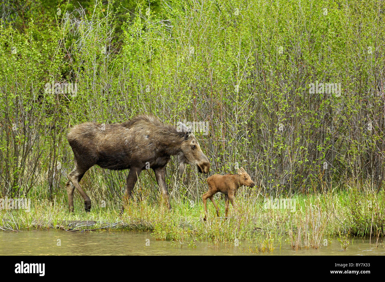 Le pied mère Moose River Shoshone avec son nouveau-né. Banque D'Images