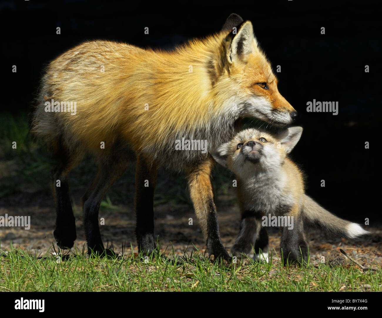 Red Fox bébé essaie d'obtenir l'attention de la mère. Banque D'Images