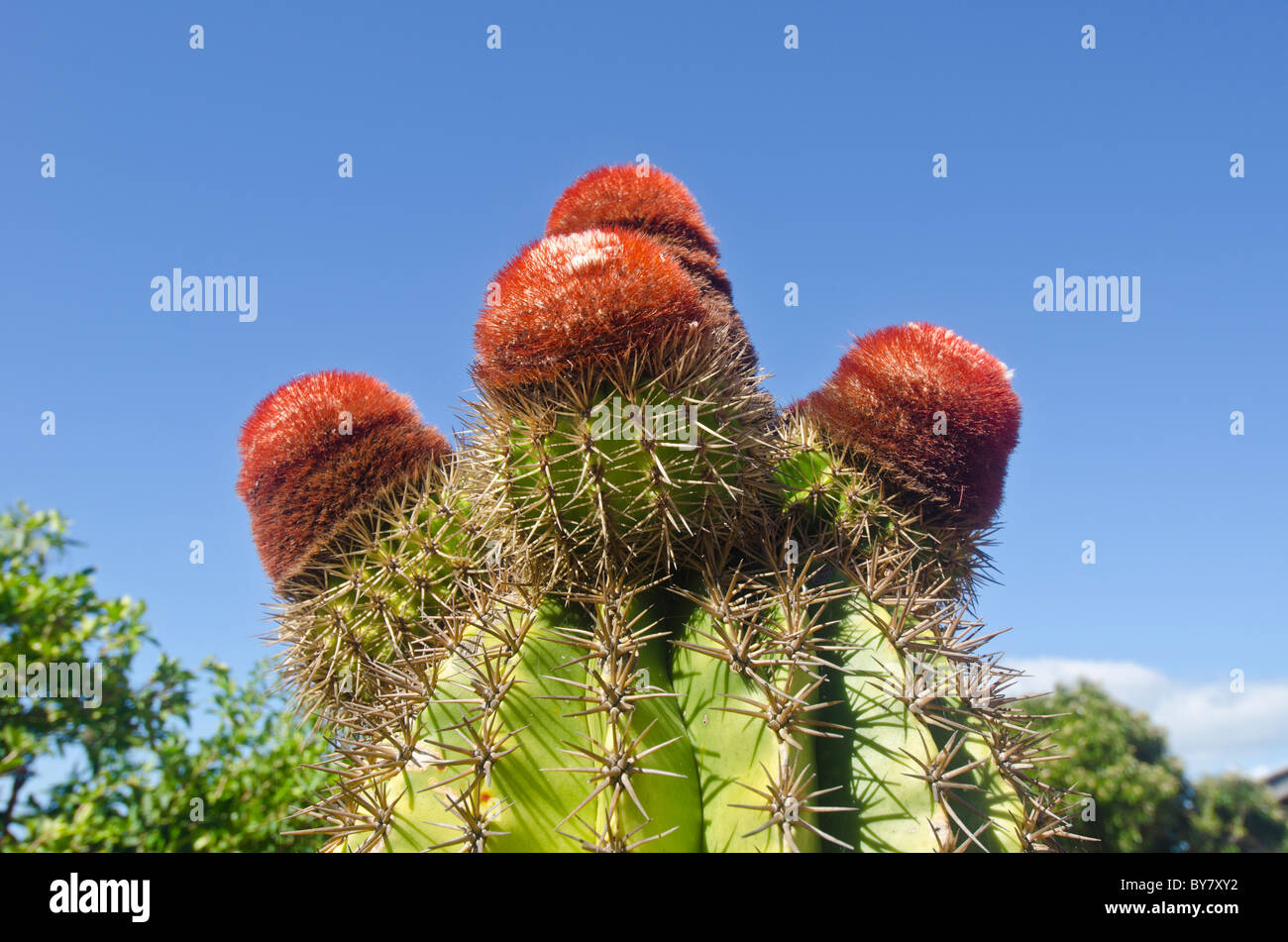 Turks Head cactus avec fez rouge caps sur île des Caraïbes d'Antigua Banque D'Images