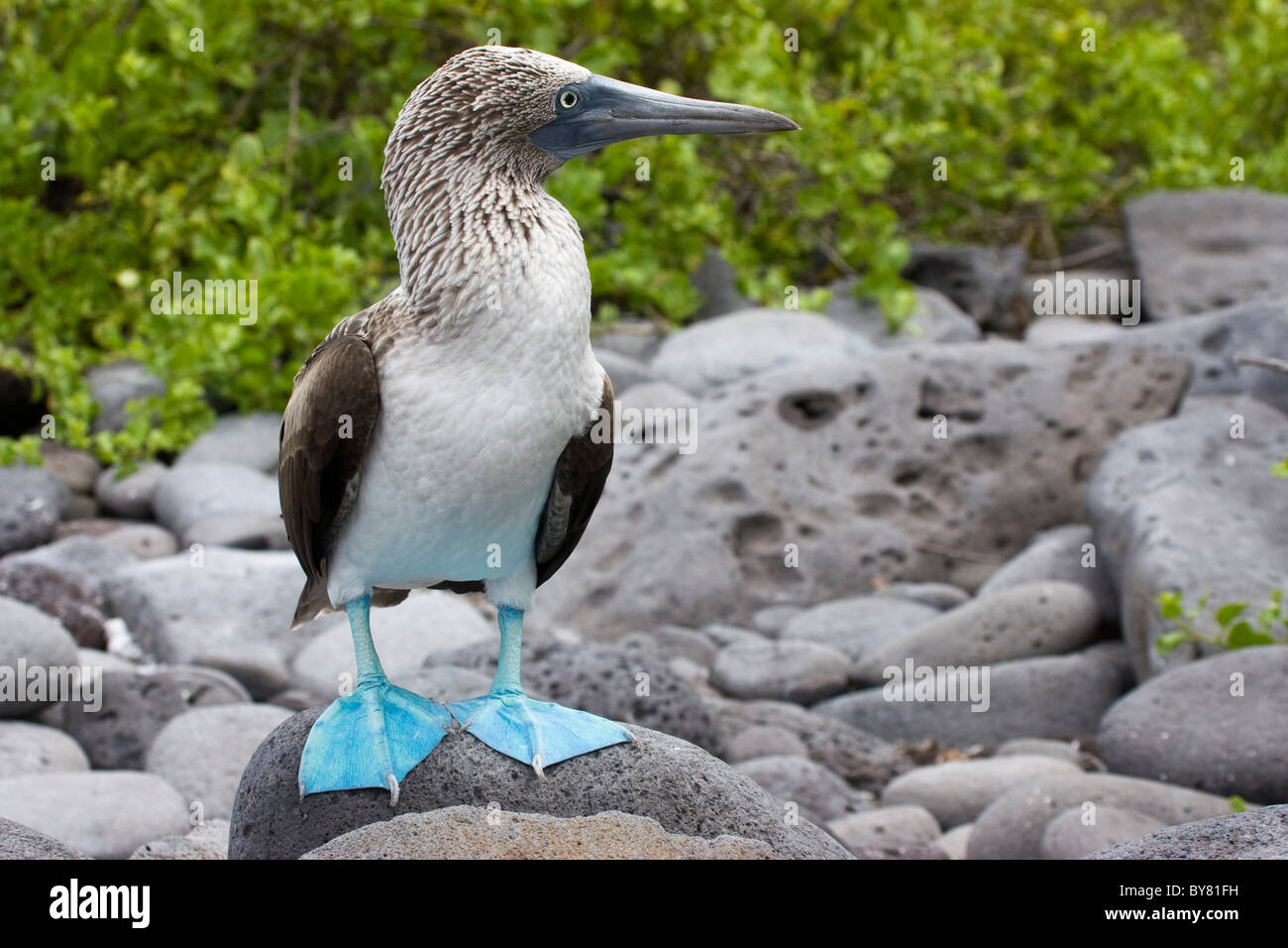 Fou à pieds bleus oiseaux Sula nexbouxii Seymor nord les îles Galapagos Banque D'Images
