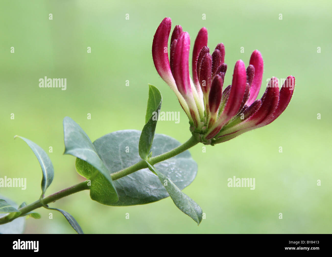 Image d'un chèvrefeuille à proximité de bloom. Banque D'Images Image d'un chèvrefeuille à proximité de bloom. Banque D'Images