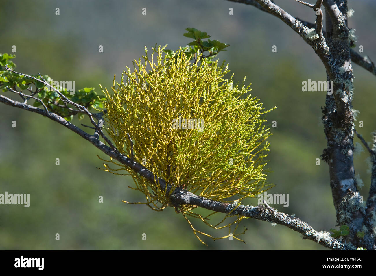 Farolito Chino, faux gui (Misodendrum punctulatum) pousse sur des Nothofagus antarctica Ainsworth Bay Tierra del Fuego Chili Banque D'Images