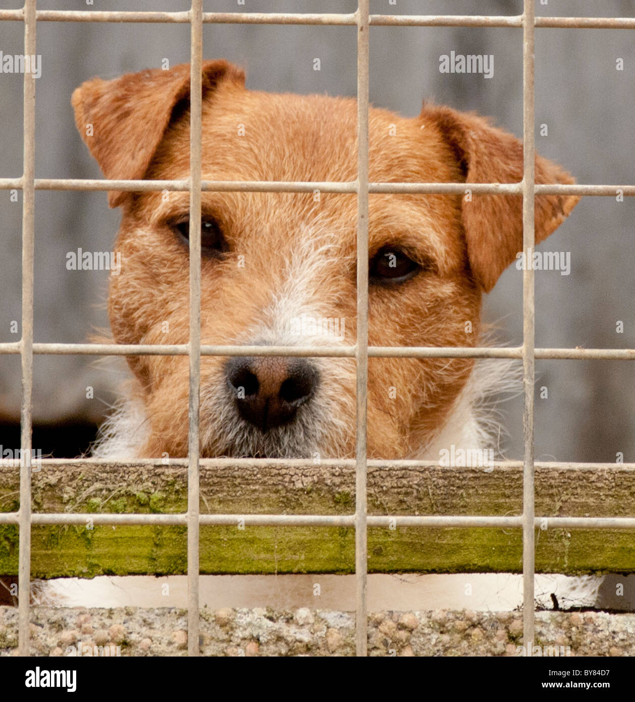 Un Jack Russell Terrier chien dans une cage en attendant que son propriétaire Banque D'Images