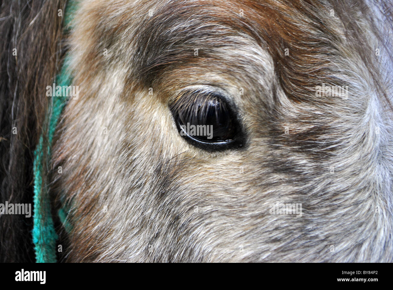 Âne à la ferme avec big eye Banque D'Images