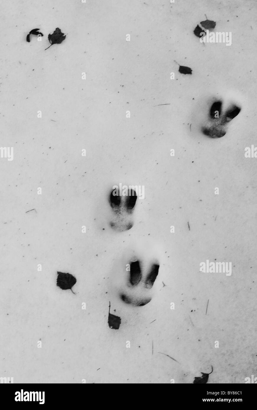 Des traces de pas dans la neige hare Banque D'Images