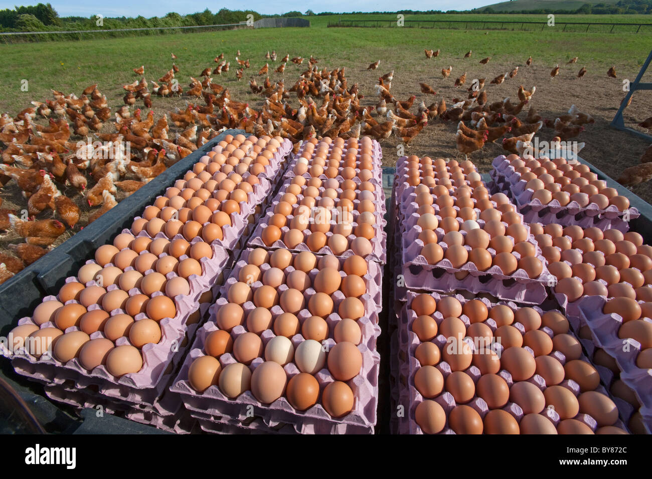 Matin, la collecte des œufs de poulet bio en libre parcours troupeau Banque D'Images