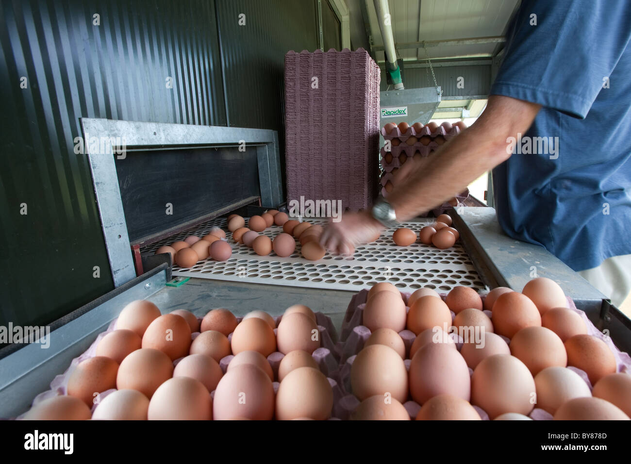 Matin, la collecte des œufs de poulet bio en libre parcours troupeau Banque D'Images