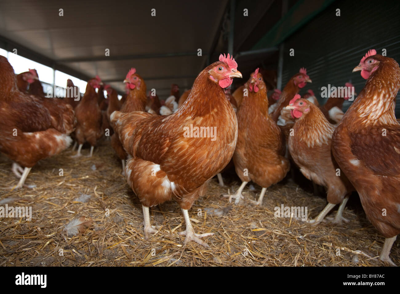 Free-range troupeau de poulet bio Banque D'Images