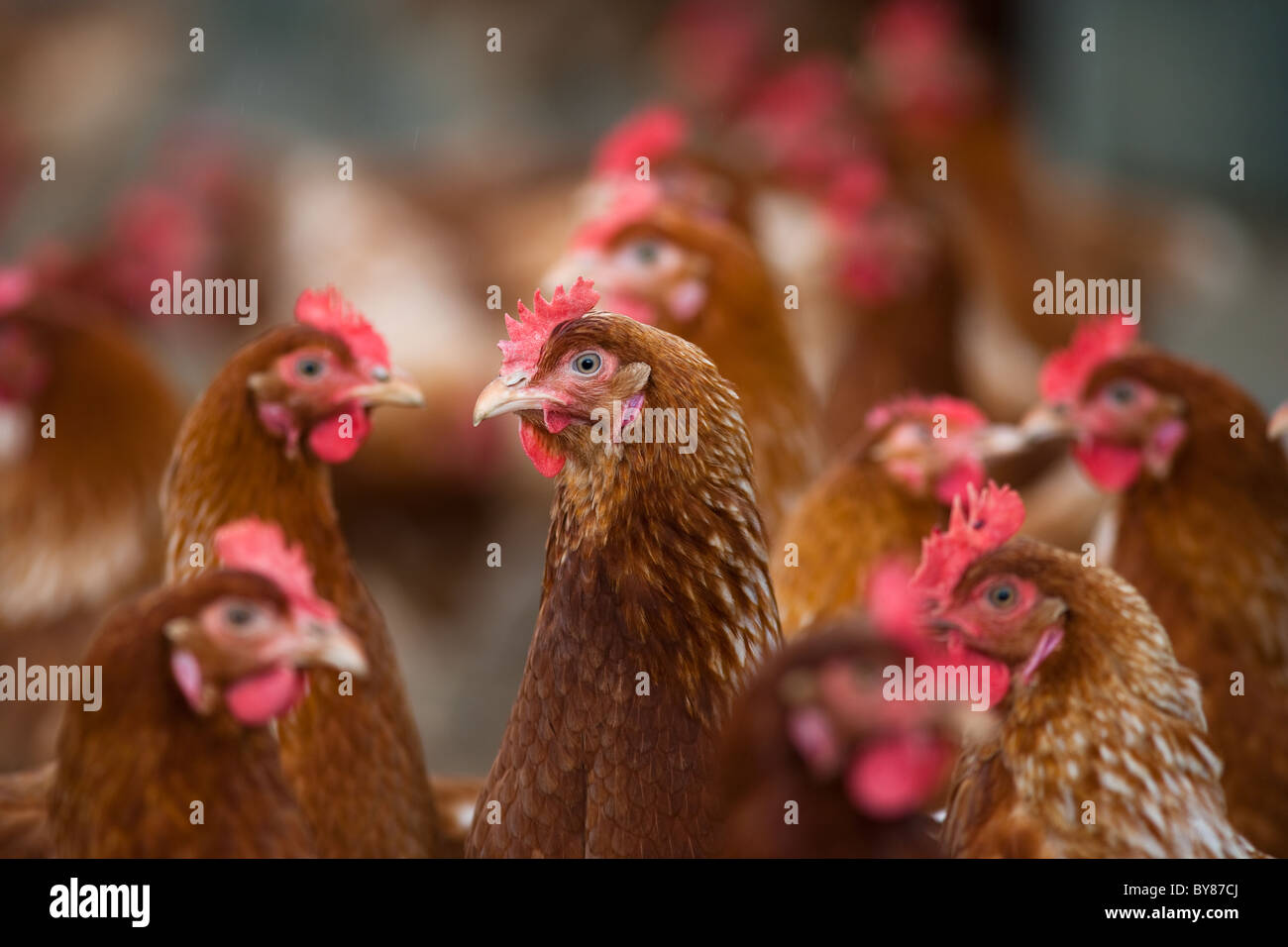 Free-range troupeau de poulet bio Banque D'Images