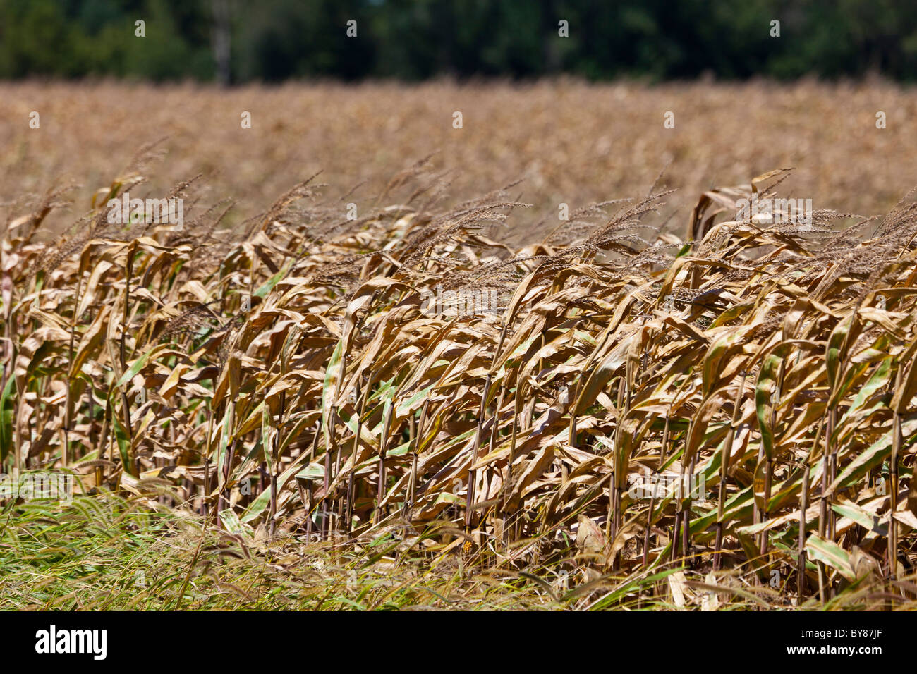 Domaine du blé mûr, Plano, Kendall Comté, Illinois, États-Unis Banque D'Images