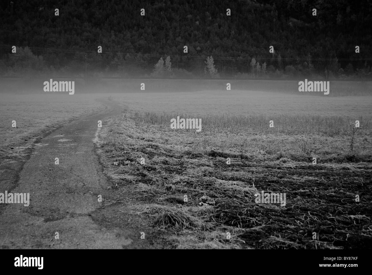Forêt automne pluvieux et brumeux Banque D'Images
