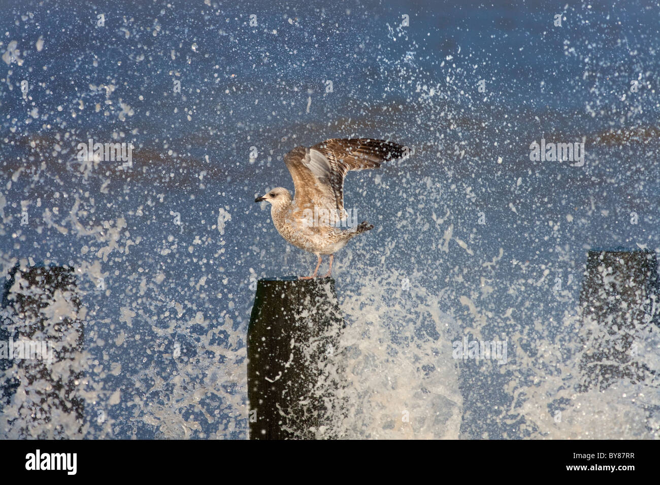 Goélands argentés Larus argentatus se nourrissant dans une mer agitée sur la côte de Norfolk Banque D'Images