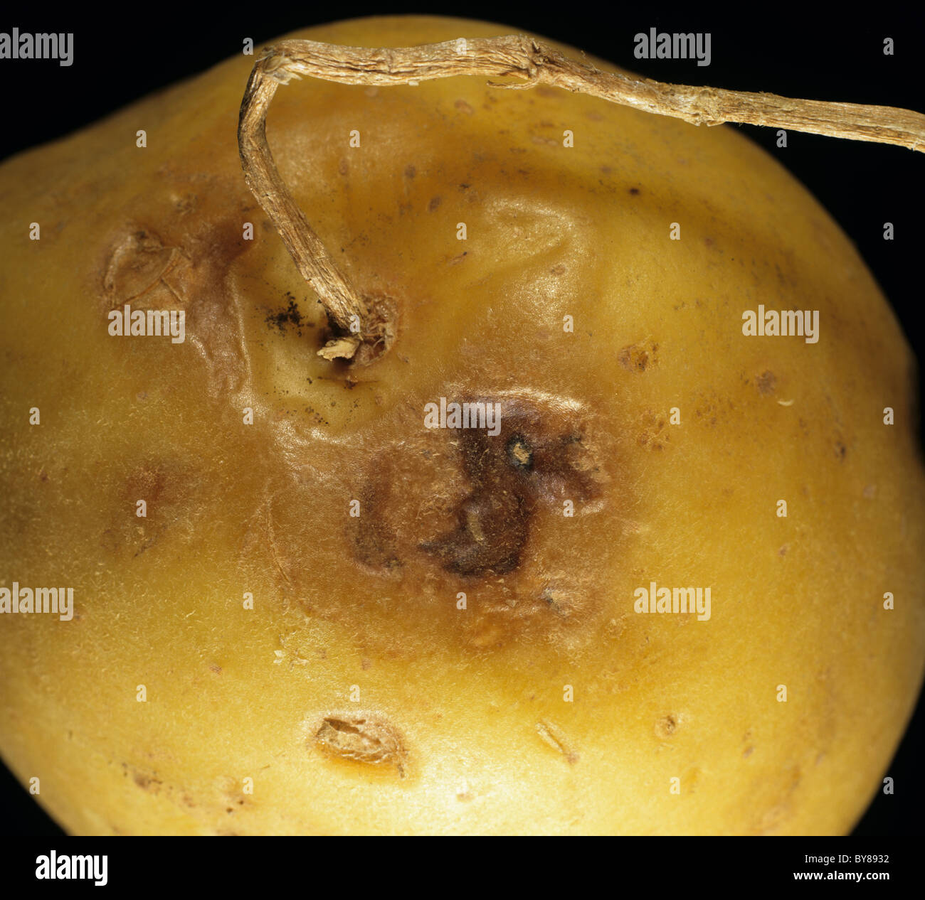 Tubercule de pomme de terre montrant des lésions de virus Y de ntn sur fin stolon Banque D'Images