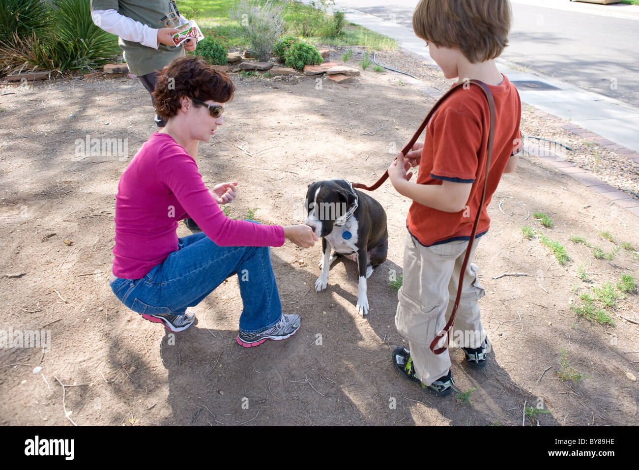 Entraîneur de chien femelle travaillant avec un enfant et son boxer-pitbull cross, avec laisse et traiter les commandes de base d'enseignement, à l'extérieur. Banque D'Images