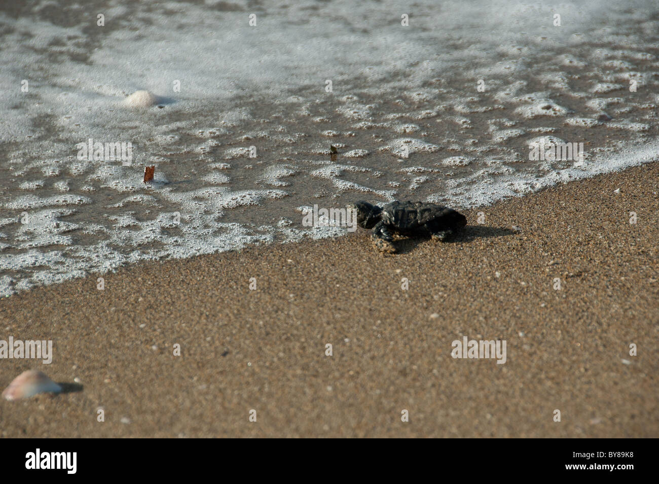 Premier bain de bébé tortue Banque D'Images