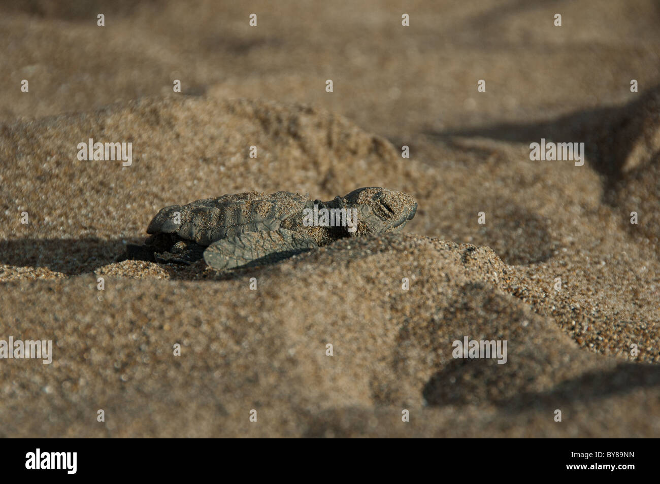 Bébé tortue Banque D'Images
