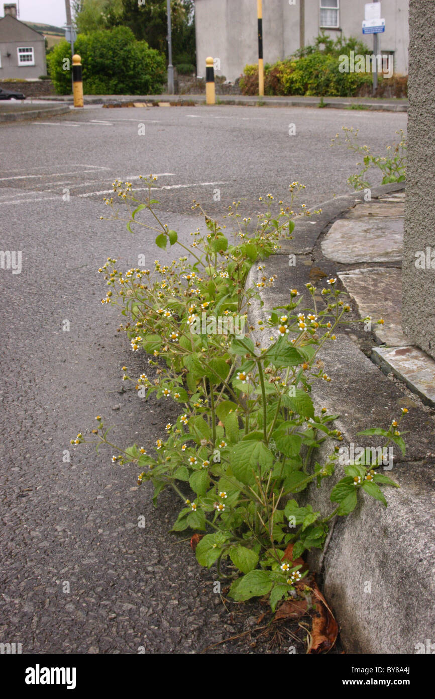 Shaggy-soldat (Galinsoga quadriradiata : Asteraceae) sur un trottoir, UK. Banque D'Images