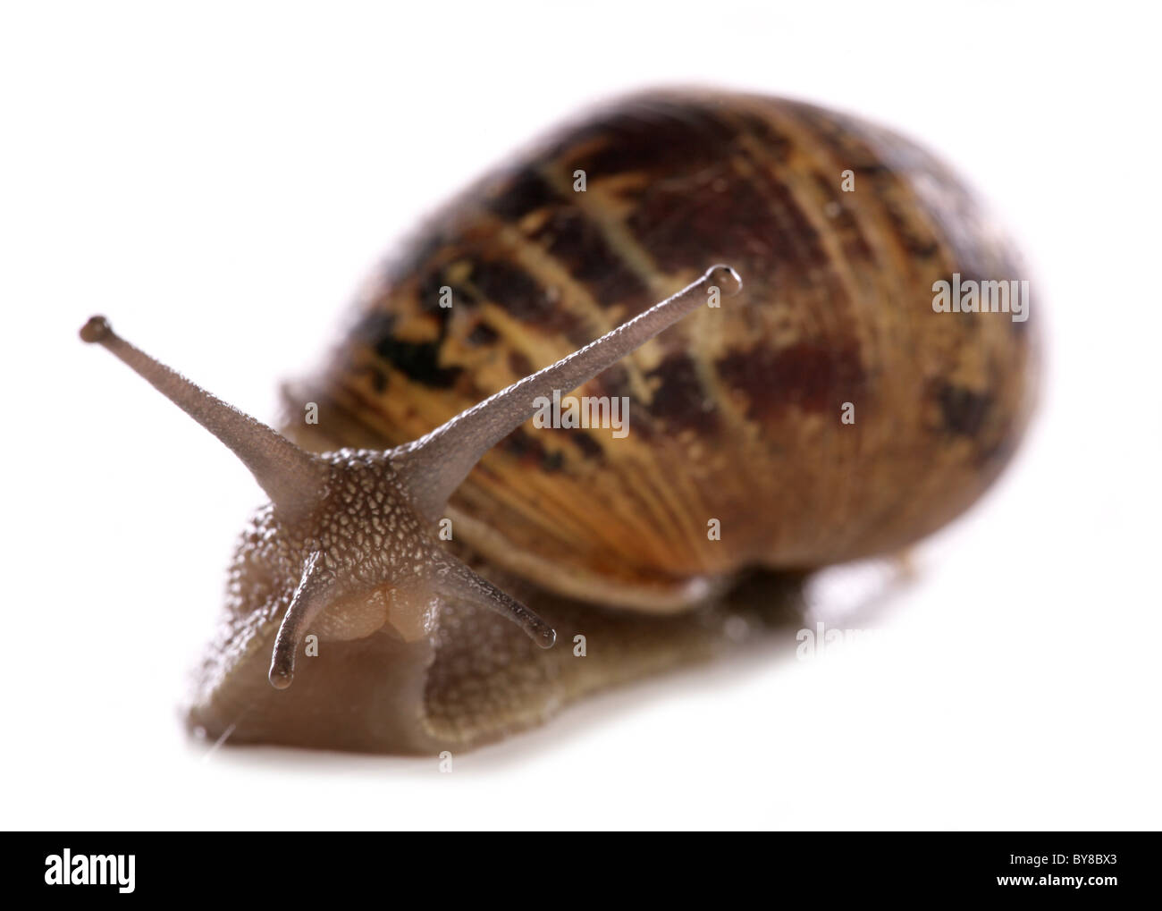 Jardin commun Escargot Helix aspersa adulte seul dans studio UK Banque D'Images