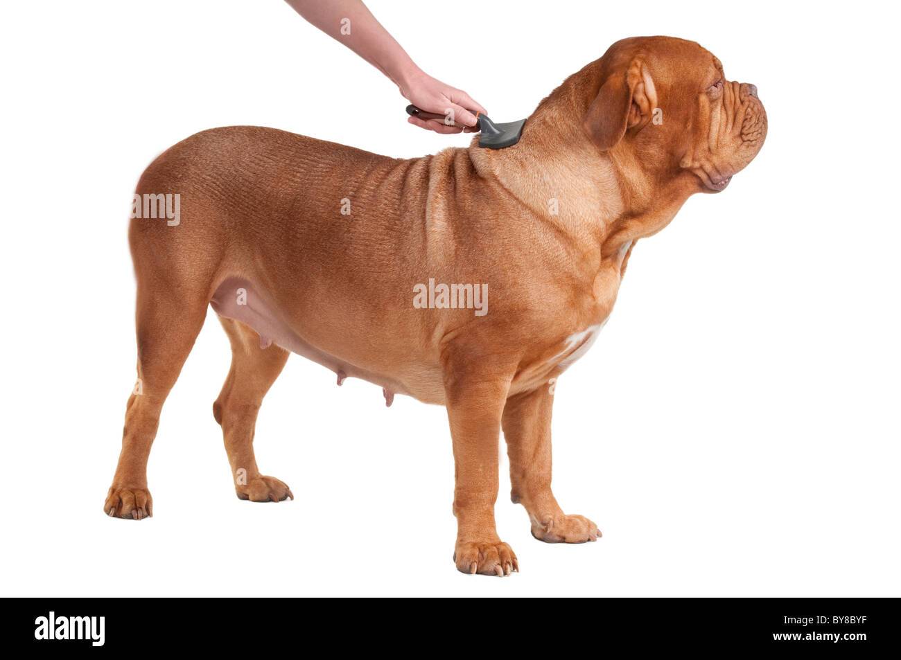 Grand chien de race dogue de Bordeaux est d'avoir un peigne Banque D'Images