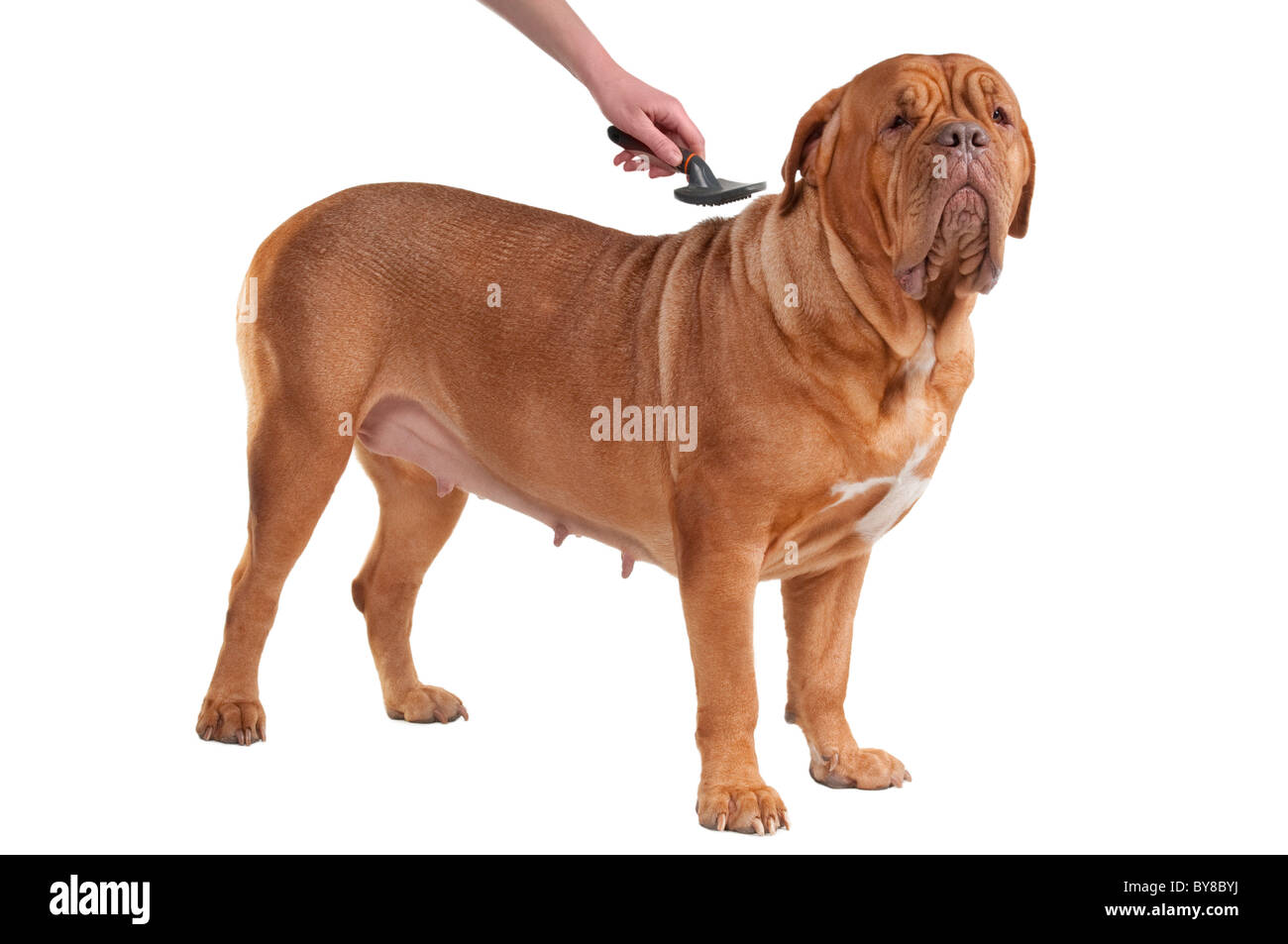 Mastiff français est d'avoir son peigne hebdomadaire - il est temps de toilettage Banque D'Images