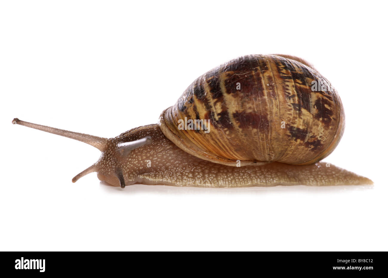 Jardin commun Escargot Helix aspersa adulte seul dans studio UK Banque D'Images