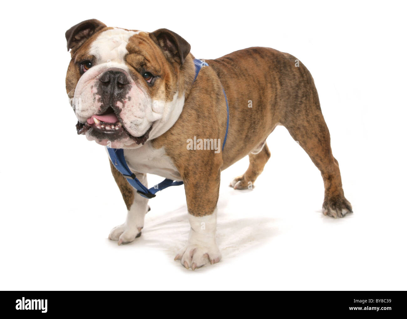 Bulldog adulte seul debout dans studio UK Banque D'Images
